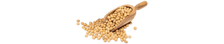 soybean